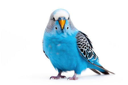 one blue budgerigar on a branch on white background. AI generatedの素材