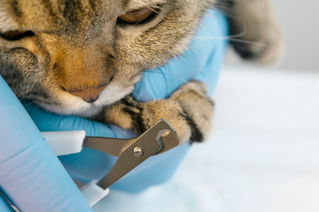 Portrait of a beautiful scottish tabby cat. Veterinary medicine.の写真素材
