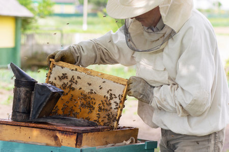 professional beekeeper in protective workwear inspecting honeycomb frame at apiary. beekeeper...