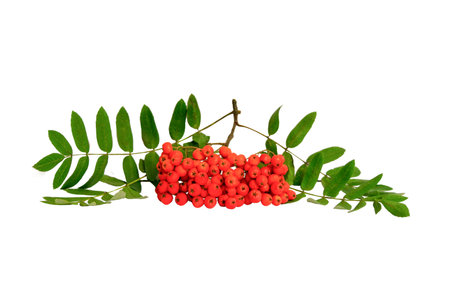 Autumn branch of red rowan berry with green rowan leaves isolated on white backgroundの写真素材
