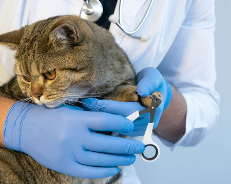 Portrait of a beautiful scottish tabby cat. Veterinary medicine.の写真素材