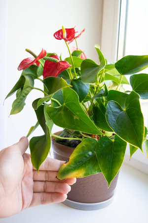 woman shows yellow leaf plant with brown spotsの写真素材