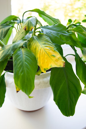 woman shows yellow leaf plant with brown spotsの写真素材