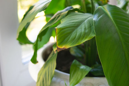 woman shows yellow leaf plant with brown spotsの写真素材