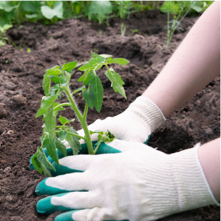 farmer hands in gloves planting to soil tomato seedling in a garden bedの写真素材