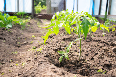 tomato seedlings growing in a garden bed in a greenhouseの写真素材