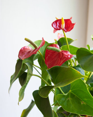 house plant anthurium with red flowers and green leavesの写真素材