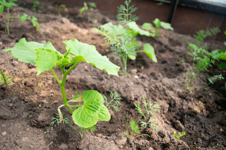 farmer planting to soil cucumber seedling in a garden bedの写真素材