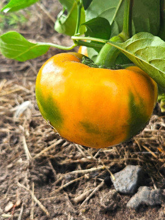 Big sweet bell pepper plant growing in home gardenの写真素材