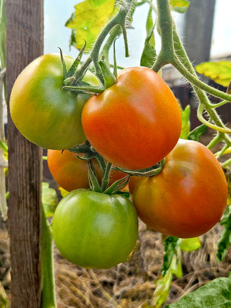 tomatoes plant growing in home gardenの写真素材