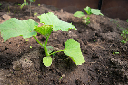 farmer planting to soil cucumber seedling in a garden bedの写真素材