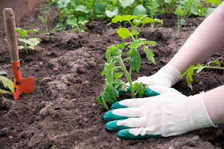 farmer hands in gloves planting to soil tomato seedling in a garden bedの写真素材