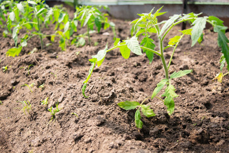 farmer planting to soil tomato seedling in a garden bedの写真素材