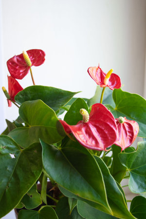 house plant anthurium with red flowers and green leavesの写真素材