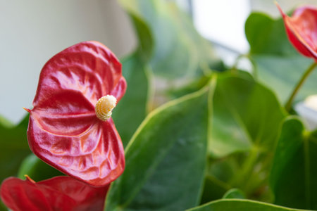 house plant anthurium with red flowers and green leavesの写真素材