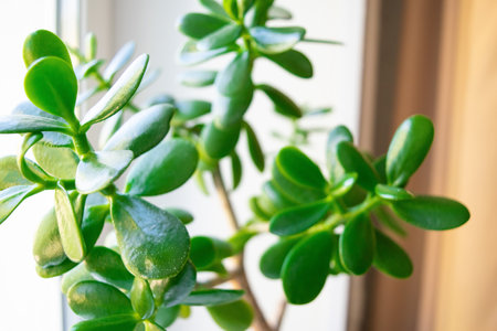 Stylish beautiful money tree bonsai at homeの写真素材