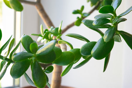 Stylish beautiful money tree bonsai at homeの写真素材