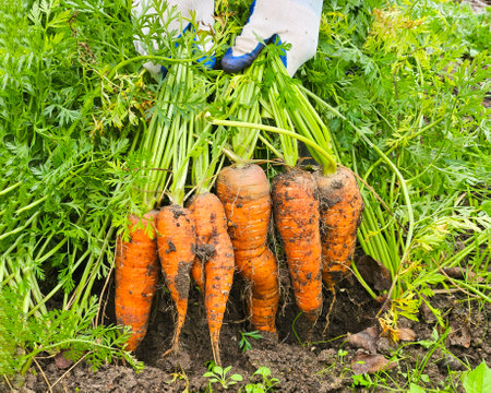 Female hand with bunches of carrots with tops.の写真素材
