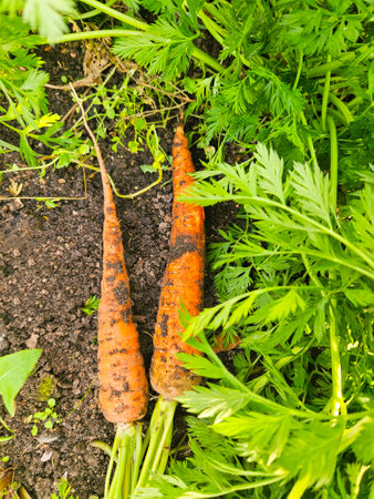 Fresh carrot growing in soil. farm worker picking carrotの写真素材