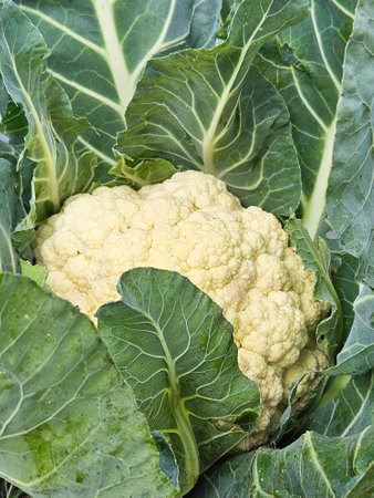Close up on the head of white cauliflower in plantの写真素材