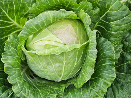 Cabbage grow in the garden. Agriculture.の写真素材