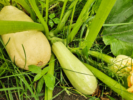 zucchini plant growing in the garden, organic vegetablesの写真素材