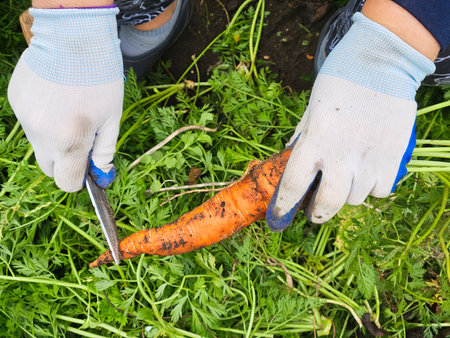 Female hand cut top bunches of carrots with tops.