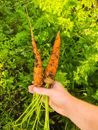 Fresh carrot growing in soil. farm worker picking carrotの写真素材