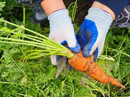 Female hand cut top bunches of carrots with tops.