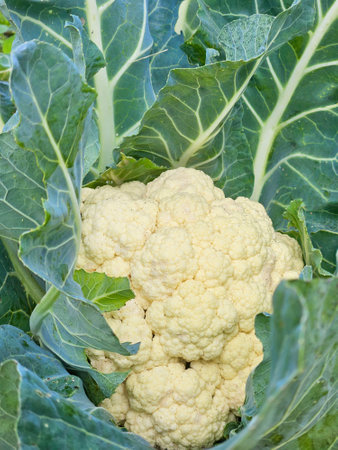 Close up on the head of white cauliflower in plantの写真素材