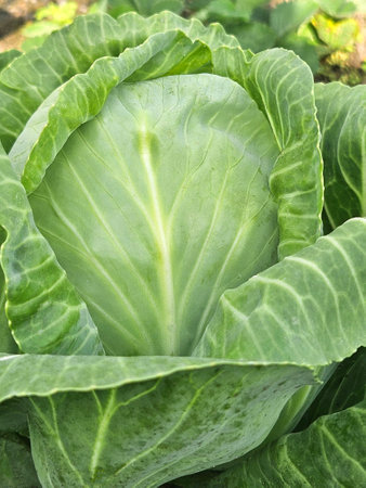 Cabbage grow in the garden. Agriculture.の写真素材