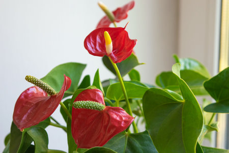 house plant anthurium with red flowers and green leavesの写真素材