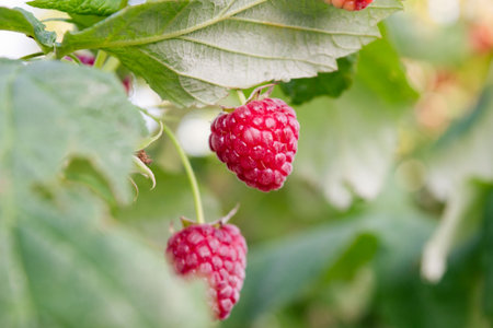 Raspberries bushes in the summer garden. Ripe raspberries on a branch close up.の写真素材
