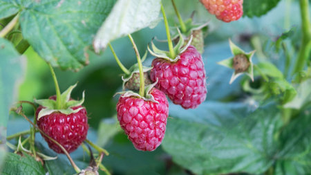 Raspberries bushes in the summer garden. Ripe raspberries on a branch close up.の写真素材