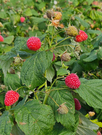 Raspberries bushes in the summer garden. Ripe raspberries on a branch close up.の写真素材