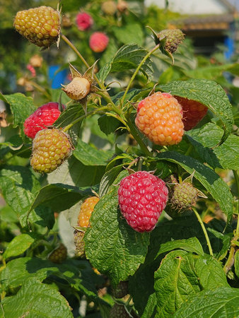 Raspberries bushes in the summer garden. Ripe raspberries on a branch close up.の写真素材