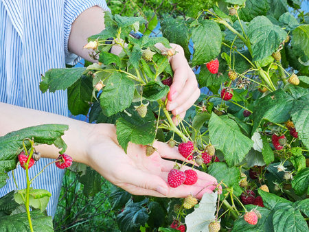 Woman picking raspberries in the garden. Agricultural concept.の写真素材