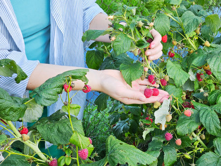 Woman picking raspberries in the garden. Agricultural concept.の写真素材