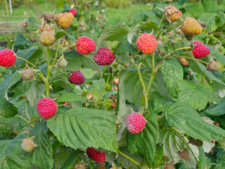 Raspberries bushes in the summer garden. Ripe raspberries on a branch close up.の写真素材
