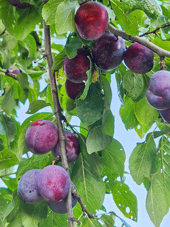 Blue ripe plums on the tree branches. Harvest in gardenの写真素材