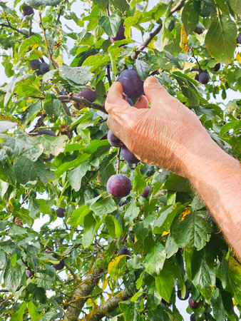 Man hand picking blue ripe plums on the tree. Harvest in gardenの写真素材