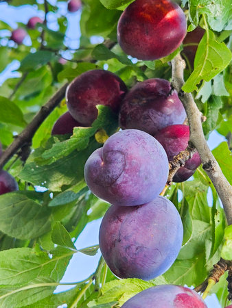 Blue ripe plums on the tree branches. Harvest in gardenの写真素材