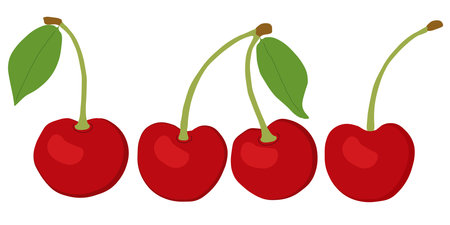 Hand drawn cherry isolated on white background, vector illustration. fresh ripe red cherryのイラスト素材
