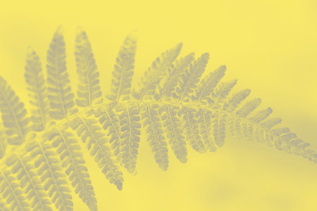 Trendy color of the year. Ultimate grey and illuminating yellow abstract background. Natural fern...