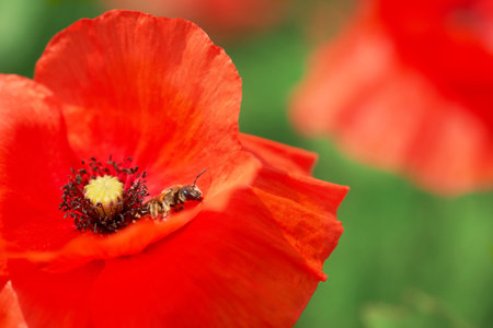 Summer scarlet poppy flowers closeup with bee collecting honey. Papaver rhoeas in meadow close up. Remembrance day poppy macro. Red corn aka Flanders..の写真素材