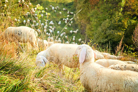Texel cross ewe, female sheep in lush green meadow in autumn. Herd of sheep on pasture, Italy.の写真素材