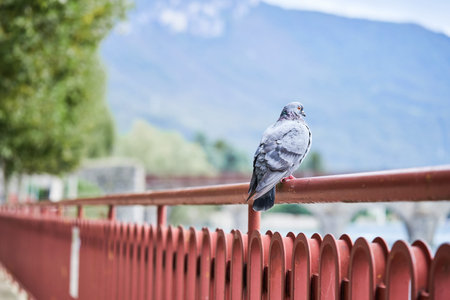 Rock dove or feral pigeon sitting on parapet on mountain lake background, documentary wildlifeの写真素材
