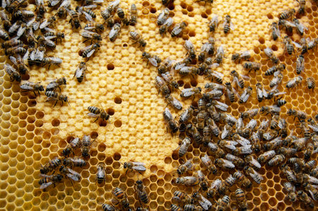 Close up of bees in beehive on honeycomb. Macro photo of working bees on honeycombs. Beekeeping and...