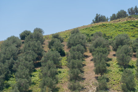 Green olive trees farmland, agricultural landscape with olives plant among hills, olive grove garden, large agricultural areas of olive treesの写真素材