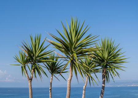 Palm trees against blue sky on sunny summer day, Calabria seaside, Southern Italyの写真素材